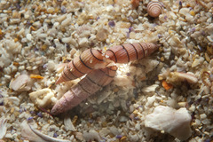 Terenolla pygmaea image