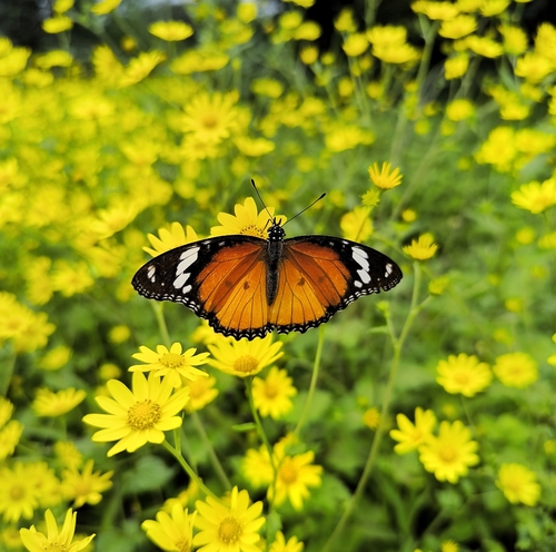 Danaid Eggfly