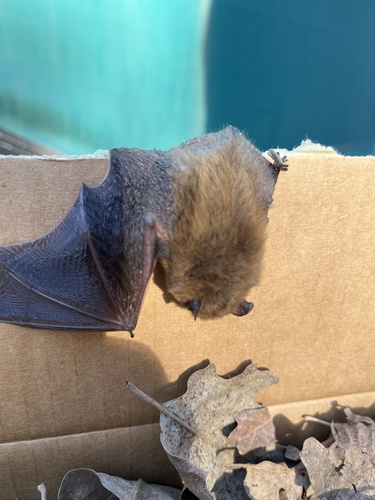 iNaturalist observation photo of Mouse-eared Bats