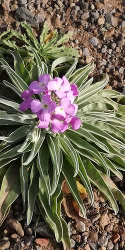 Matthiola maderensis