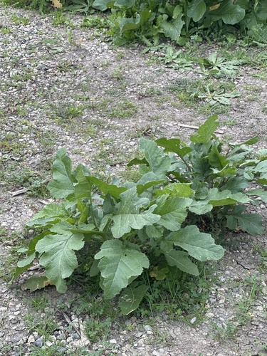 iNaturalist observation photo of mustard family