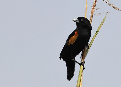 Fan-tailed Widowbird