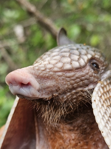 Southern Long-nosed Armadillo