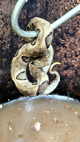 Brazilian Lancehead
