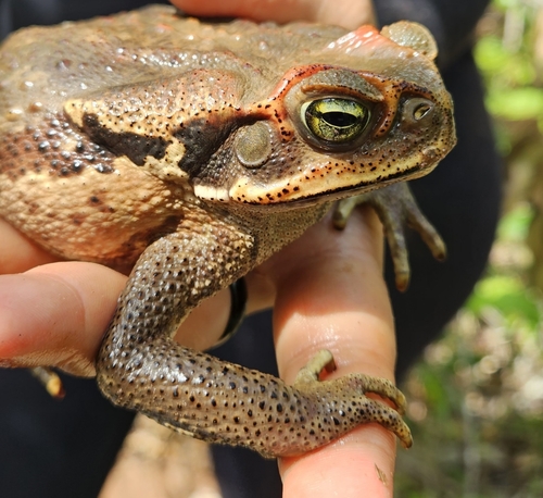 Cururu Toad