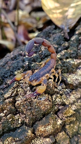 Tityus fasciolatus