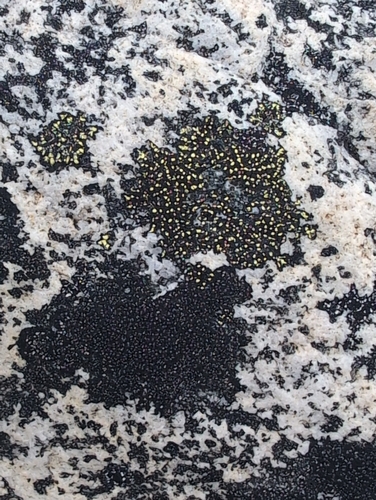 yellow map lichen