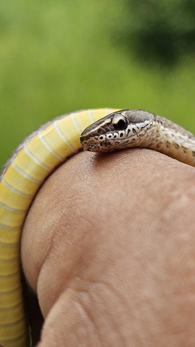 Spotted Ground-snake