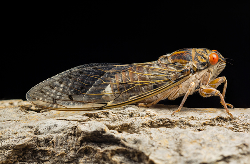 Cicada barbara