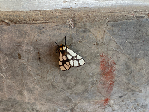 Reticulate Bagnest