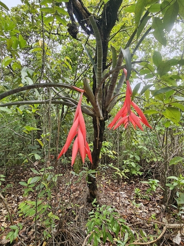 Billbergia porteana