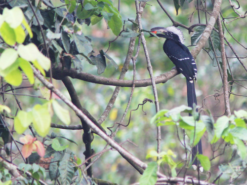 Eastern Long-tailed Hornbill