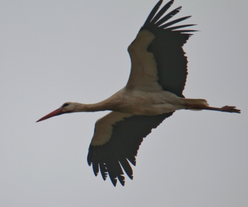 European White Stork