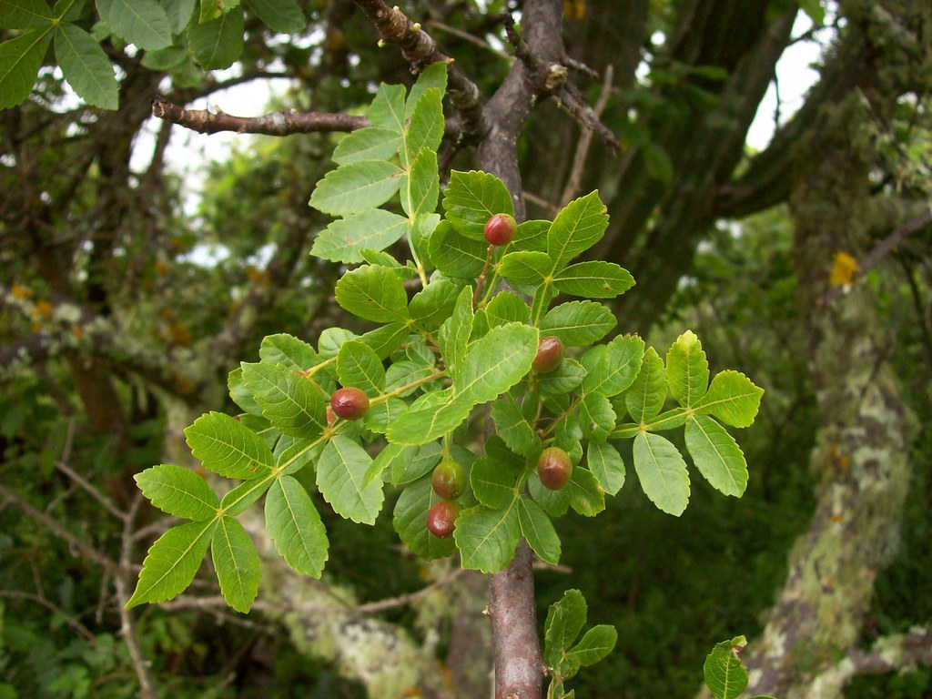 Copal blanco (Bursera glabrifolia) · iNaturalist Ecuador