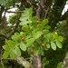 Bursera glabrifolia - Photo (c) Alfredo Frias Castro, all rights reserved, uploaded by Alfredo Frias Castro