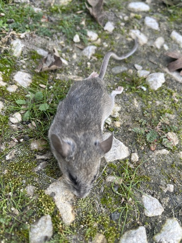 iNaturalist observation photo of Gambel's Deer Mouse