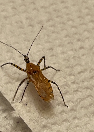 Orange Assassin Bug
