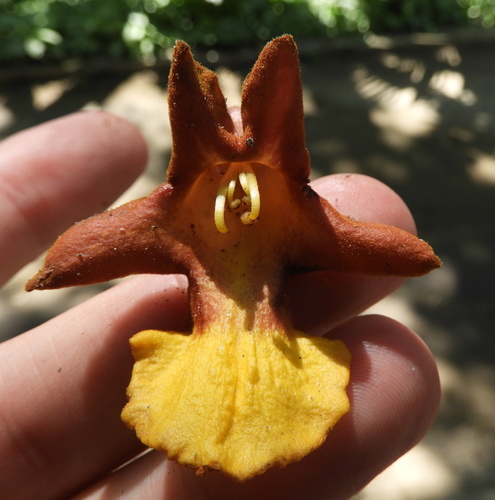Gmelina arborea - Fruit