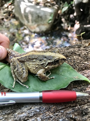 Cliffy Stream Frog