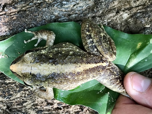 Cliffy Stream Frog
