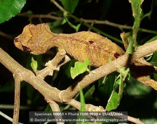 Spearpoint Leaf-tail Gecko