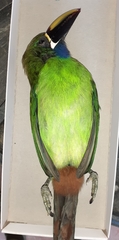 Aulacorhynchus prasinus image