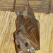 Angolan Epauletted Fruit Bat - Photo (c) Paul F Donald, all rights reserved, uploaded by Paul F Donald
