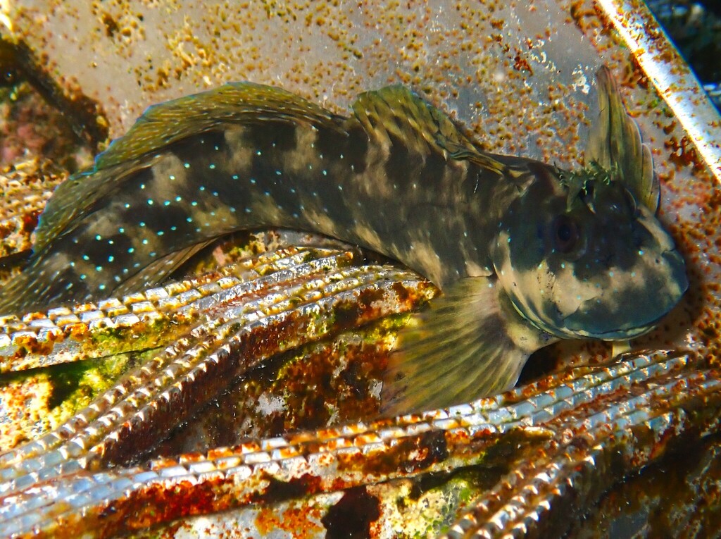Red Rockskipper Peacock Rockskipper from Hardy Reef, Reefworld on January 23, 2025 at ...