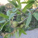 Quercus libani - Photo (c) mustafa gökmen, todos los derechos reservados, subido por mustafa gökmen