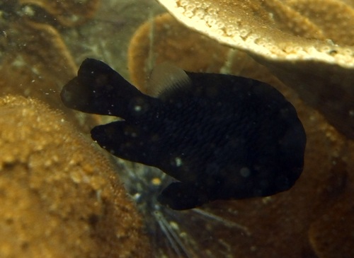 Dascyllus trimaculatus