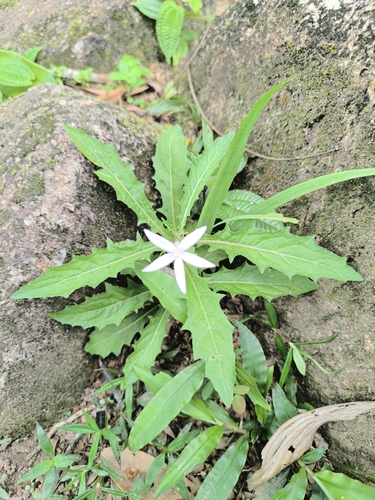 Star of Bethlehem