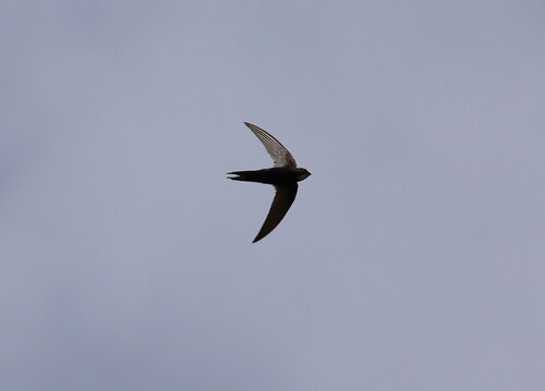 White-rumped Swift