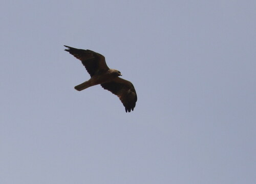 Booted Eagle