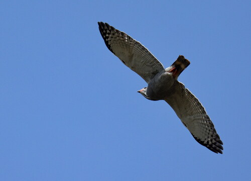 Lizard Buzzard