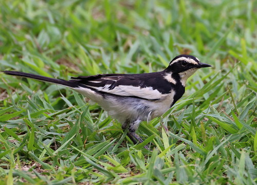 African Pied Wagtail
