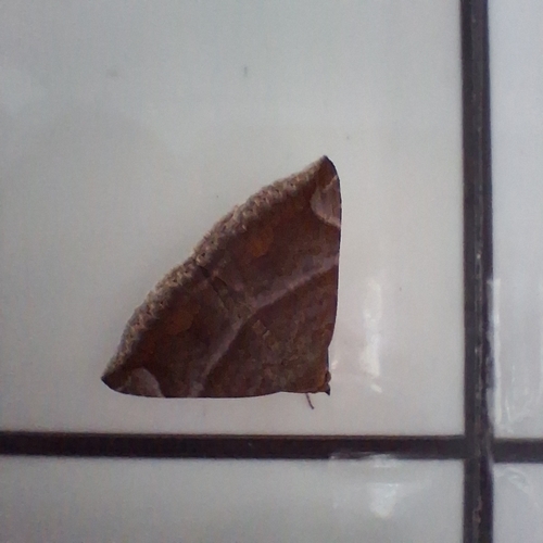 Buzara onelia