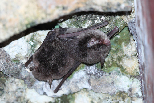 Northern Hairy-legged Myotis