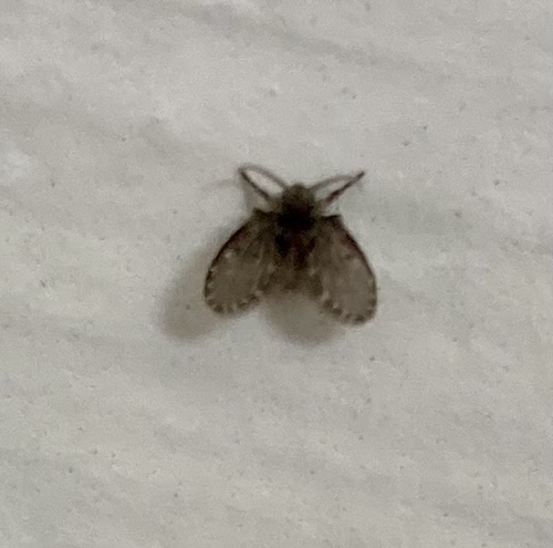 Unknown species found near Belle Glade, FL, US