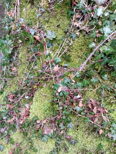 common ivy