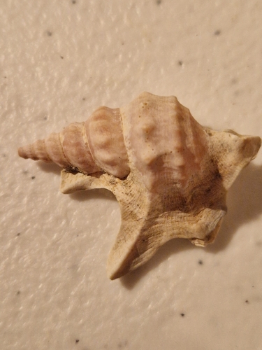 Aporrhais pespelecani