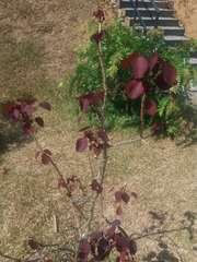 Image of Euphorbia cotinifolia
