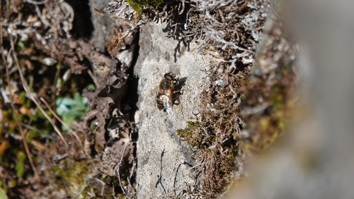 Unknown species found near Jackson County, OR, USA