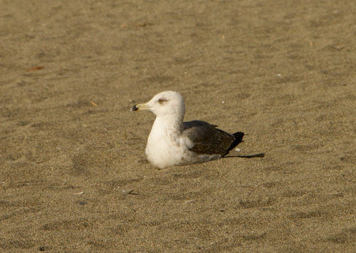 Avistamiento Gaviota Dorsinegra Menor