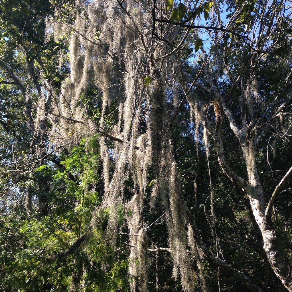 Spanish Moss (SPC Florida Plants ) · iNaturalist