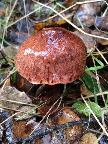 viscid bolete