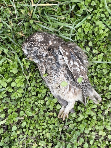 View observation of {o.common_name} on iNaturalist