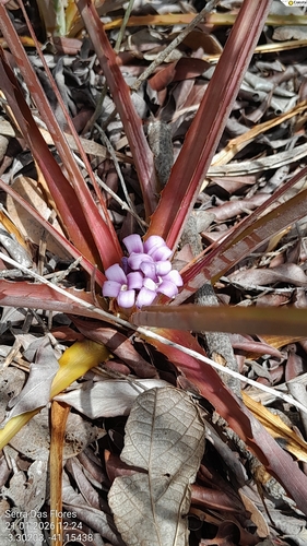 Bromelia auriculata