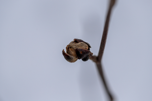 Unknown species found near W Old Town Rd, Old Town, ME, US