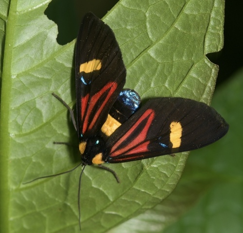 Histioea peruviana