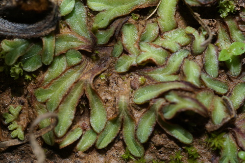 Riccia macrocarpa